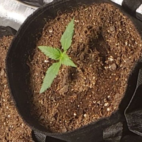 GSCE 5 Stumpy far Left growlog timeline photo