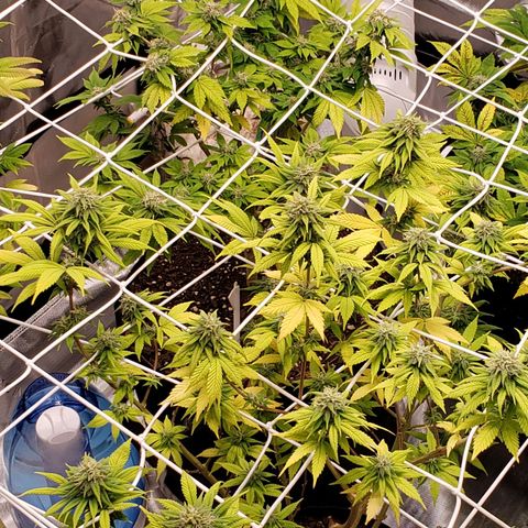 GSCE 4 Righty growlog timeline photo