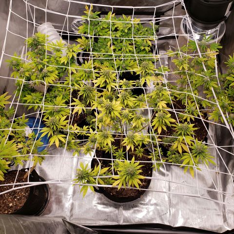 GSCE 4 Righty growlog timeline photo