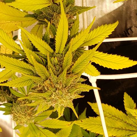 WW #1 Front growlog timeline photo
