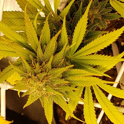 WW #1 Front growlog timeline photo
