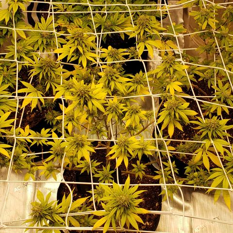 WW #1 Front growlog timeline photo