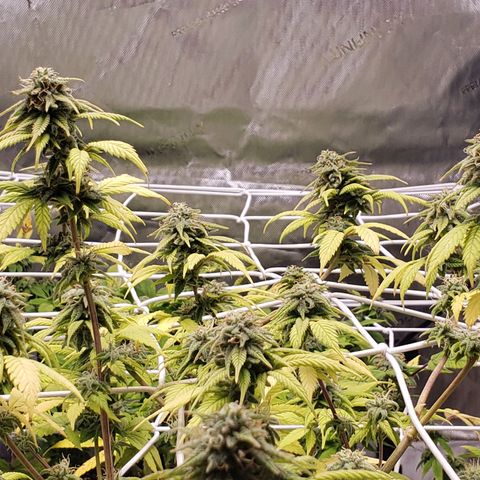 WW #1 Front growlog timeline photo