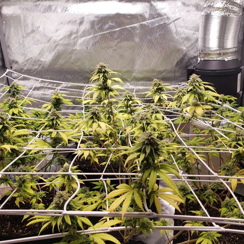 WW #1 Front growlog timeline photo