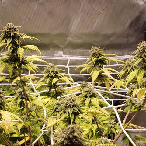 WW #1 Front growlog timeline photo