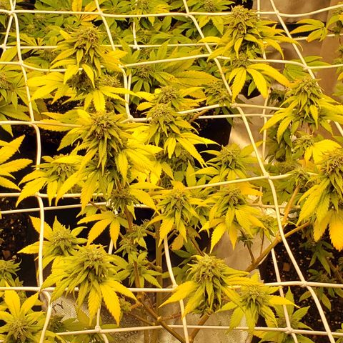 WW #1 Front growlog timeline photo