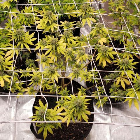 WW #1 Front growlog timeline photo