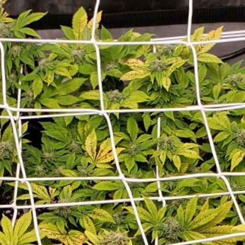 WW #2 Back growlog timeline photo