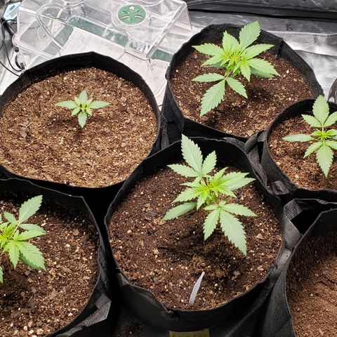 GSCE 4 Righty growlog timeline photo