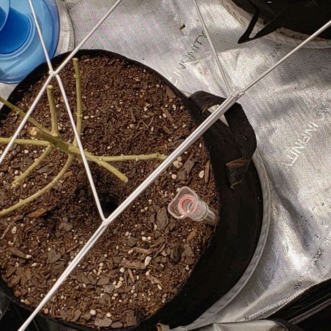 WW #1 Front growlog timeline photo