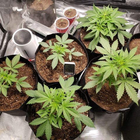 GSCE 4 Righty growlog timeline photo