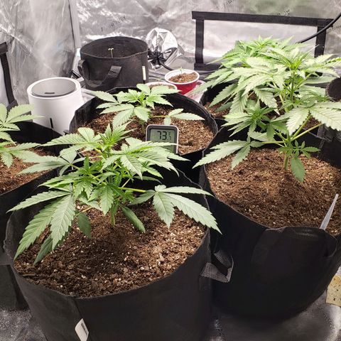 GSCE 4 Righty growlog timeline photo