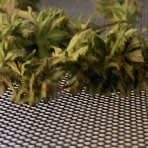 WW #1 Front growlog timeline photo