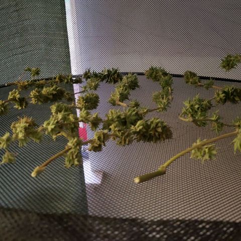 WW #1 Front growlog timeline photo