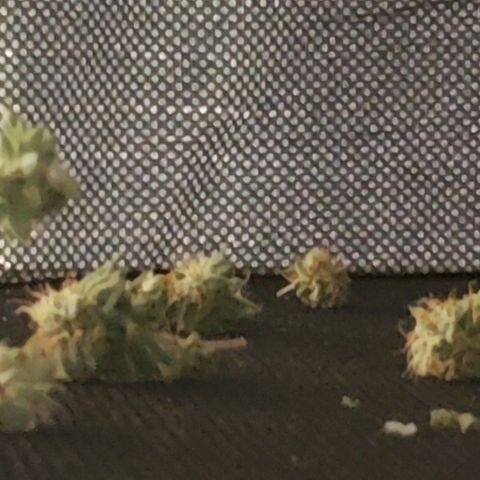 GG4 #1 Righty growlog timeline photo