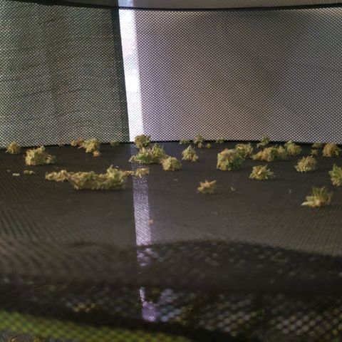 GG4 #1 Righty growlog timeline photo