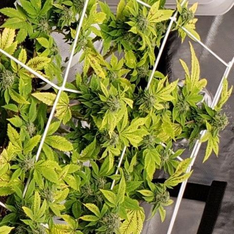 WW #2 Back growlog timeline photo