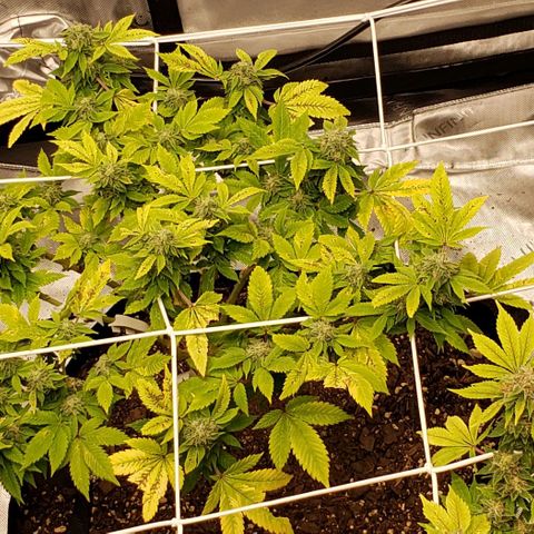 WW #2 Back growlog timeline photo