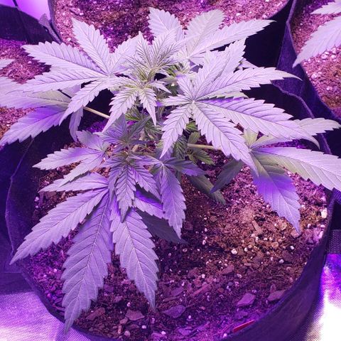 GSCE 1 Front growlog timeline photo