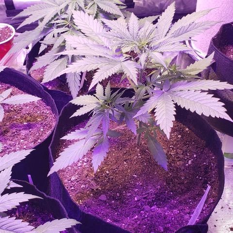 GSCE 4 Righty growlog timeline photo