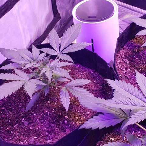 GSCE 5 Stumpy far Left growlog timeline photo