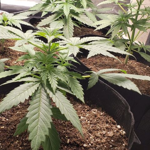 GSCE 1 Front growlog timeline photo