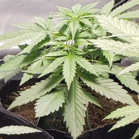 GSCE 2 Back growlog timeline photo