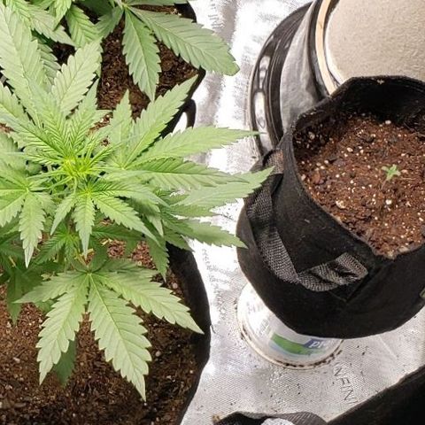 GSCE 4 Righty growlog timeline photo