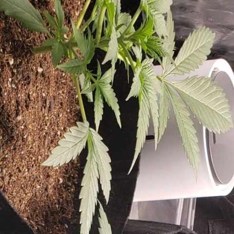 GSCE 5 Stumpy far Left growlog timeline photo