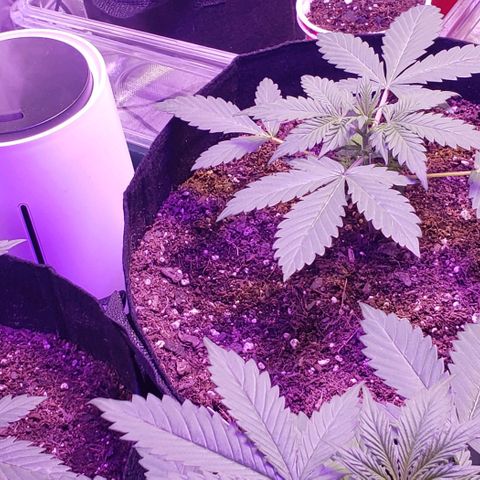 GSCE 5 Stumpy far Left growlog timeline photo