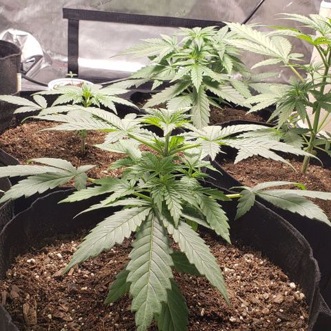 GSCE 1 Front growlog timeline photo