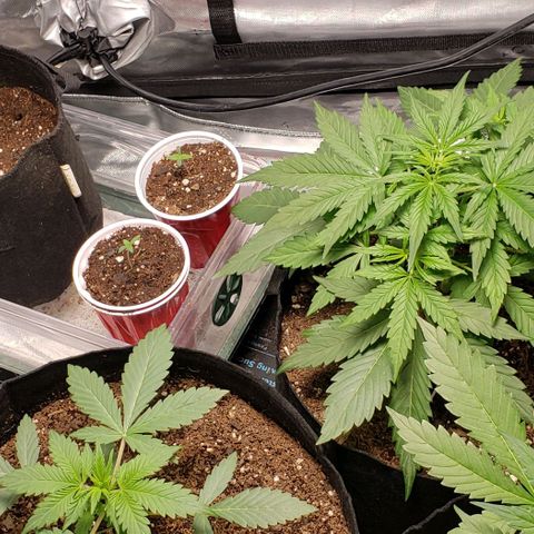 GSCE 2 Back growlog timeline photo