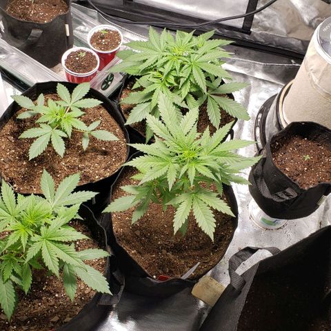 GSCE 4 Righty growlog timeline photo