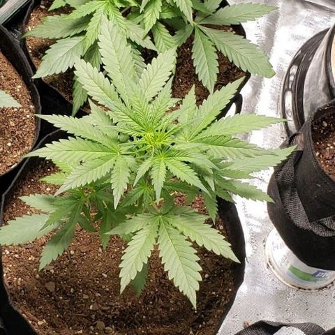 GSCE 4 Righty growlog timeline photo