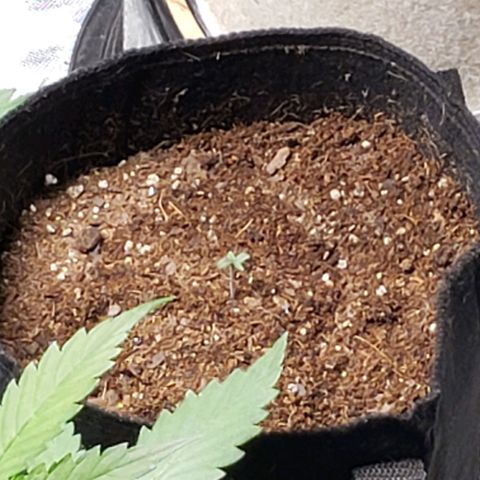WW #2 Back growlog timeline photo