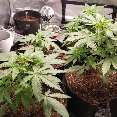 GSCE 4 Righty growlog timeline photo