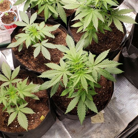 GSCE 4 Righty growlog timeline photo