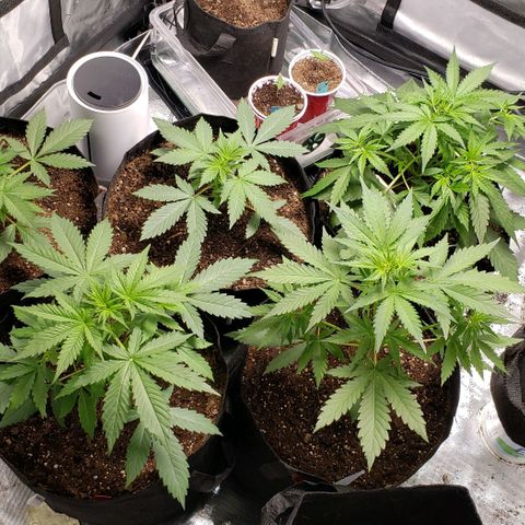 GSCE 4 Righty growlog timeline photo