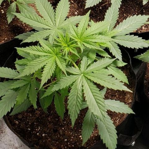 GSCE 1 Front growlog timeline photo