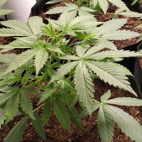 GSCE 1 Front growlog timeline photo