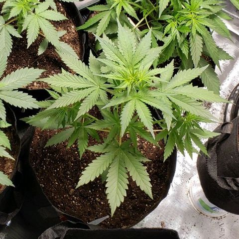GSCE 4 Righty growlog timeline photo
