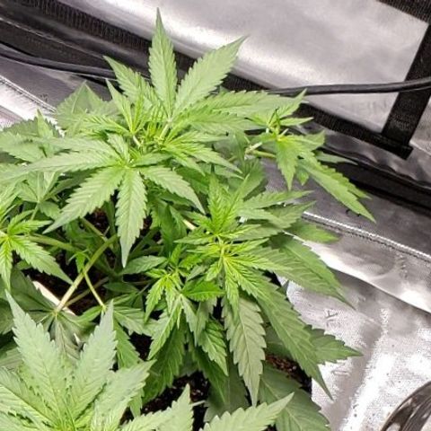 GSCE 2 Back growlog timeline photo