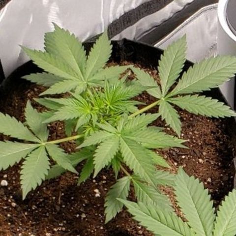 GSCE 5 Stumpy far Left growlog timeline photo