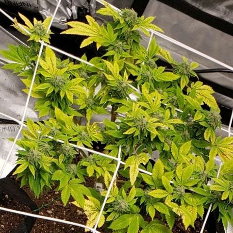 WW #2 Back growlog timeline photo