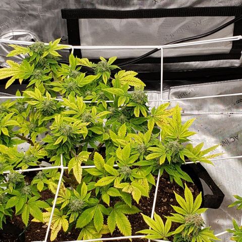 WW #2 Back growlog timeline photo