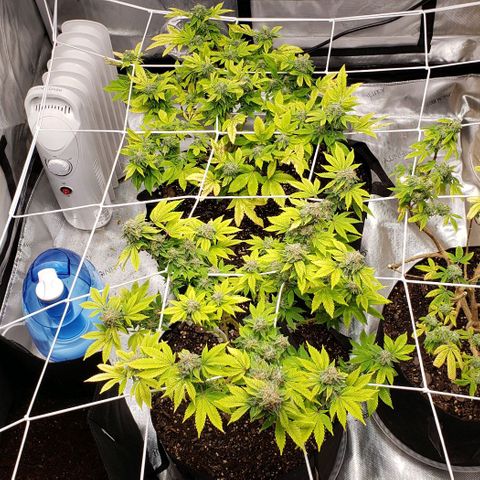 GG4 #1 Righty growlog timeline photo