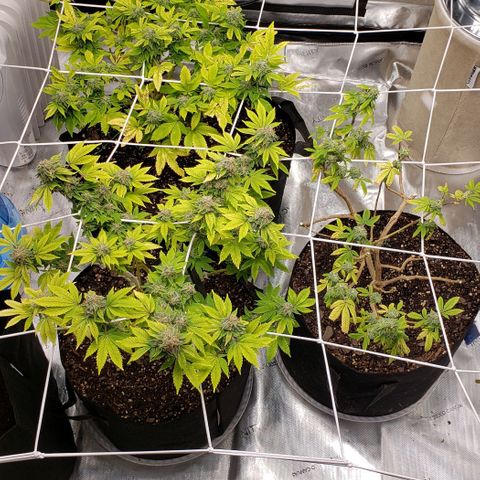 GG4 #1 Righty growlog timeline photo
