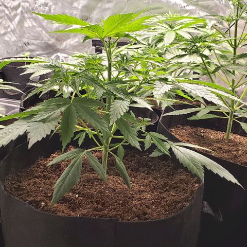 GSCE 4 Righty growlog timeline photo