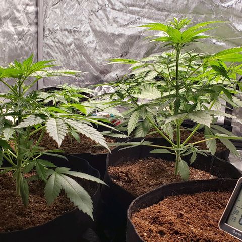 GSCE 4 Righty growlog timeline photo