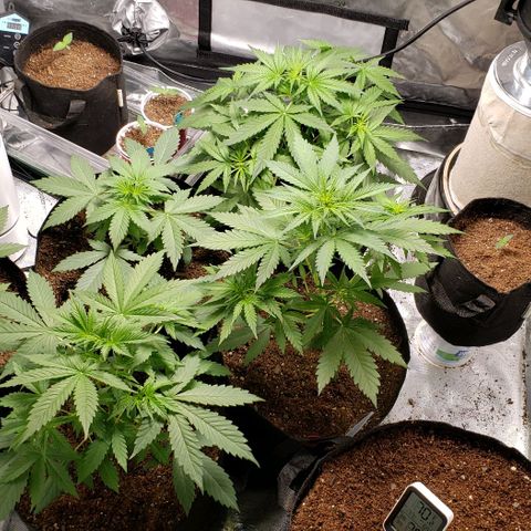 GSCE 4 Righty growlog timeline photo